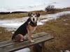 Blanding af racer Rocky [ Himmelhund]