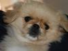 Pekingeser Fie
