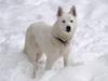 Siberian husky Tori
