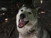 Siberian husky Nay-La-Chee´s Troyka Bela