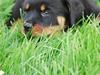Rottweiler Maja  [ Himmelhund]