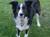 Border collie Jimmy [ Himmelhund]
