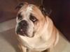 Engelsk bulldog Møffe