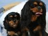 Cavalier king charles spaniel Cavasoles Nikita