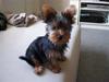 Yorkshire terrier Bimse SilverStar