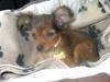 Russisk toy terrier CoCo