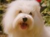 Coton de tulear Monique