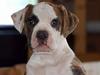 Amerikansk bulldog Hubert