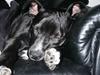 Amerikansk staffordshire terrier Zaza