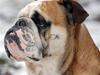 Engelsk bulldog Louie