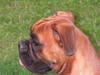 Boxer <3 Marlin <3