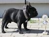 Fransk bulldog Diesel House Taddy