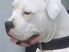 Amerikansk bulldog Hector