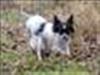 Blanding af racer Daisy