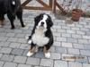 Berner sennenhund (Candyssurvivor)Cato [ Himmelhund]