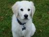 Golden retriever BALOU