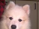 Japansk spids balto