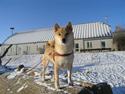 Shiba Shinju