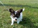 Papillon Chico