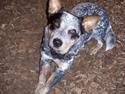Australsk cattledog Amy
