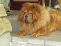 Chow chow Simba
