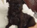 Griffon belge Molly