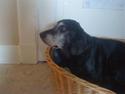 Labrador retriever Zita (Formel 1)R.I.P