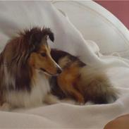 Shetland sheepdog Rosa
