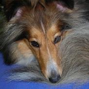 Shetland sheepdog Rosa