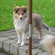 Shetland sheepdog Rosa