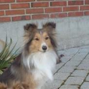 Shetland sheepdog Rosa