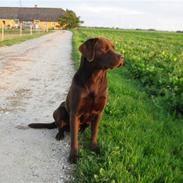 Labrador retriever Cuba