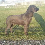 Labrador retriever Cuba