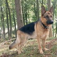 Schæferhund samsung