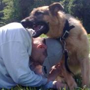 Schæferhund samsung