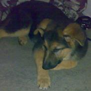 Schæferhund samsung