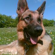 Schæferhund samsung