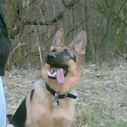 Schæferhund samsung