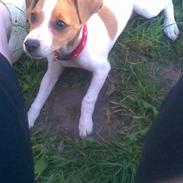 Dansk svensk gaardhund sif