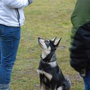 Finsk hyrdehund Bierdni