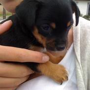 Blanding af racer Aisha