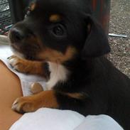 Blanding af racer Aisha