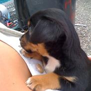 Blanding af racer Aisha