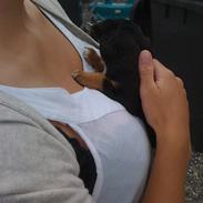 Blanding af racer Aisha