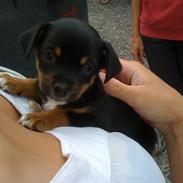 Blanding af racer Aisha