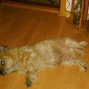 Cairn terrier Max