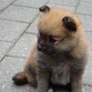 Pomeranian Sika
