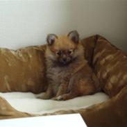 Pomeranian Sika