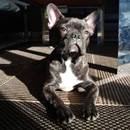 Fransk bulldog Shorty