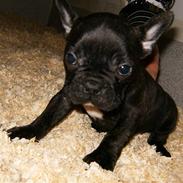 Fransk bulldog Shorty